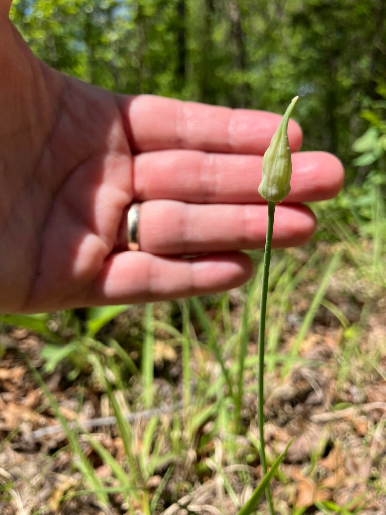 Singular garlic scape by a trail.