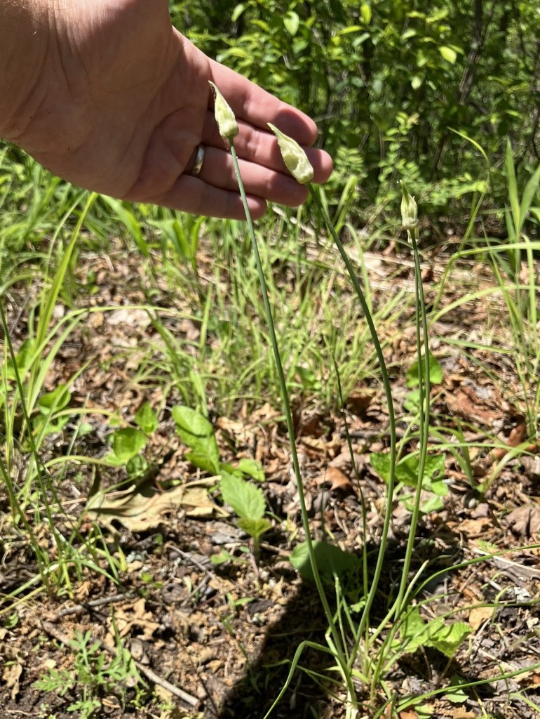 Group of garlic scapes by a trail.