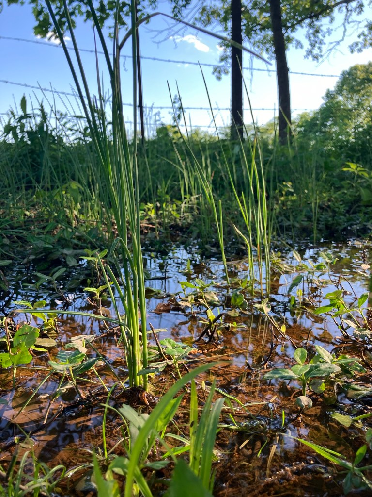 Wild garlic in water pooled next to a fence.