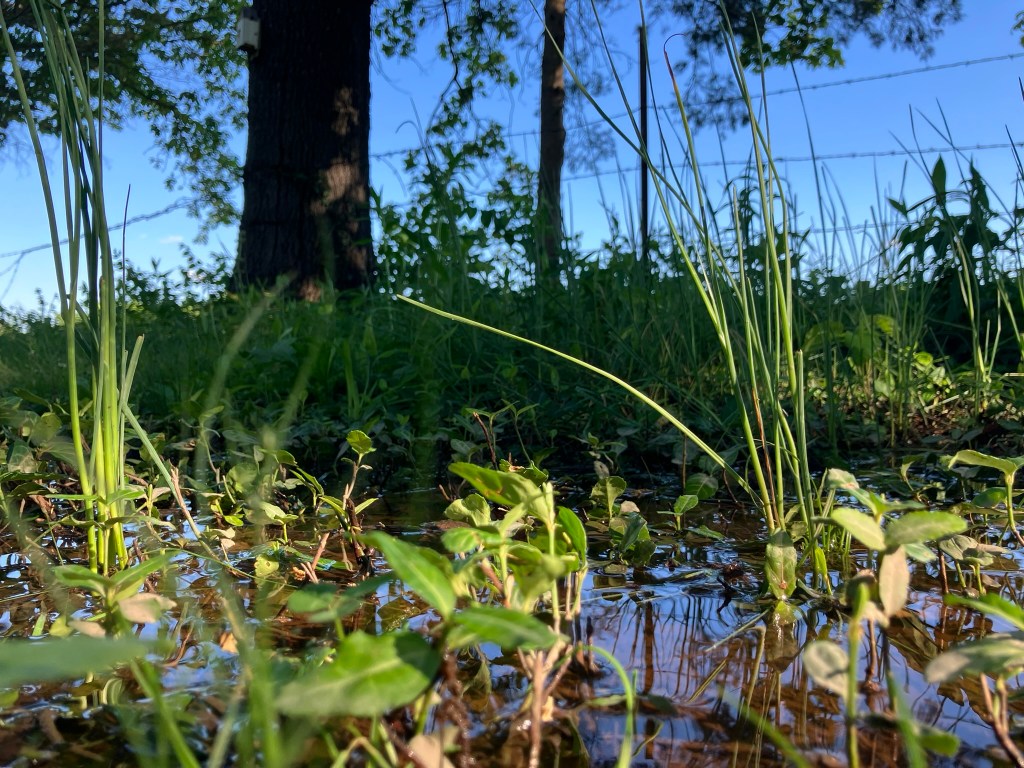 Wild garlic in water pooled next to a fence.